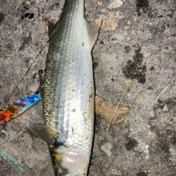 ブリ連続釣果あり