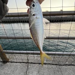 魚もピーカン照り