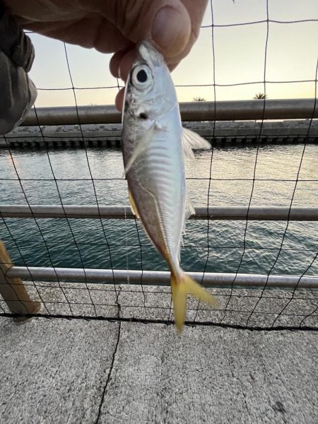 魚もピーカン照り