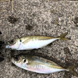 朝マヅメアジング