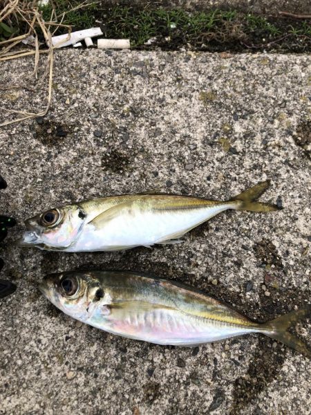 朝マヅメアジング