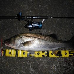 8ポンドのリーダーでないと喰わないのか？