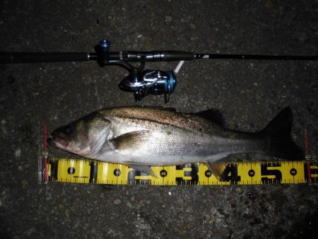 8ポンドのリーダーでないと喰わないのか？