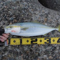 ゴリゴリゴリゴリ…