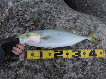 ゴリゴリゴリゴリ…