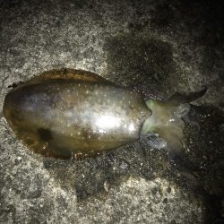 ヤエンでアオリイカ7杯GET