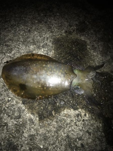 ヤエンでアオリイカ7杯GET