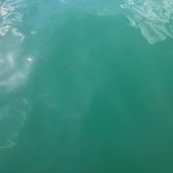 アイゴ祭りに、大きめアジに、ついにサヨリが!