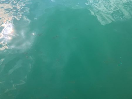 アイゴ祭りに、大きめアジに、ついにサヨリが!