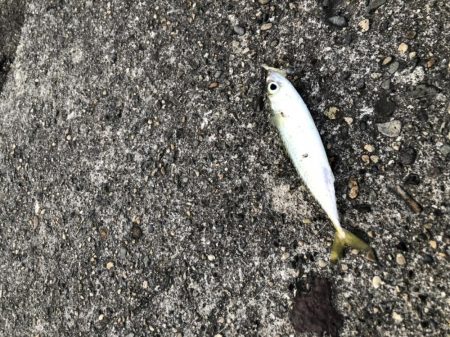 アジング釣行