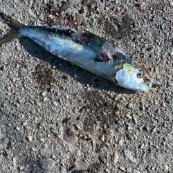 かもめ大橋下でメジロ