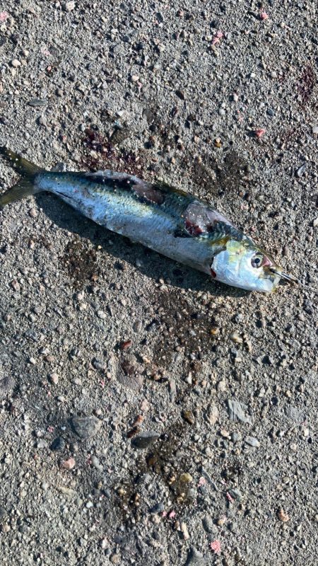 かもめ大橋下でメジロ