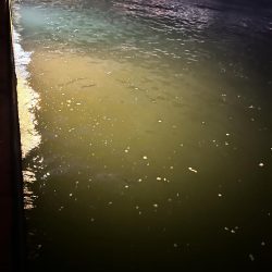 4日連続のアジング!!