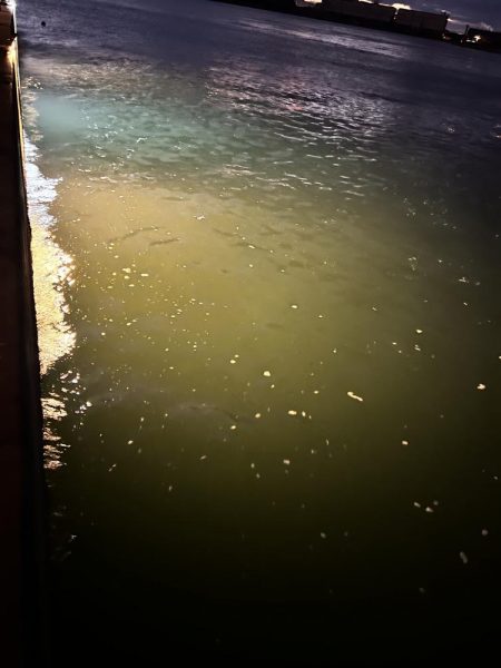 4日連続のアジング!!