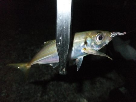 豆アジ好調キープ