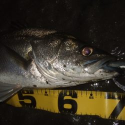 河川シーバス終盤戦