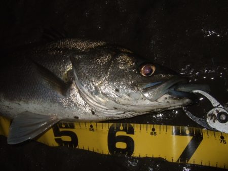 河川シーバス終盤戦