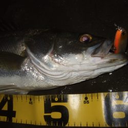 ハイシーズン終了を感じる釣行