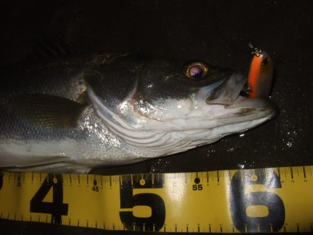 ハイシーズン終了を感じる釣行