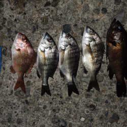 エビ撒きで五目釣り