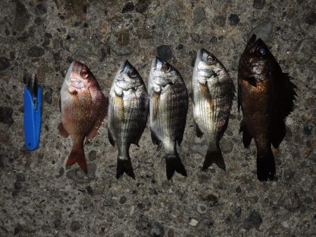 エビ撒きで五目釣り