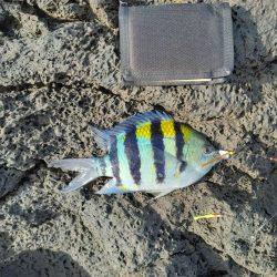 三宅島「温泉下」入磯、小物乱舞エサ取りとの半日。