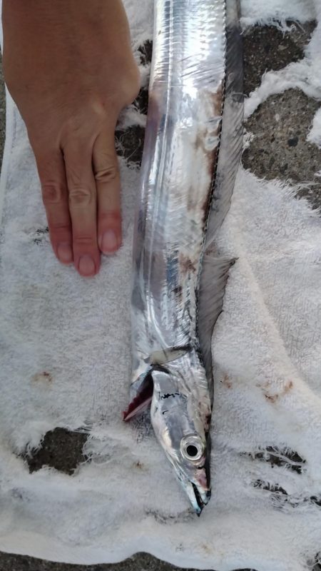 居ないかなと思ったら居た件