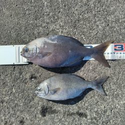 三宅島「湯の浜港」入釣、海は「食欲の秋」真盛り