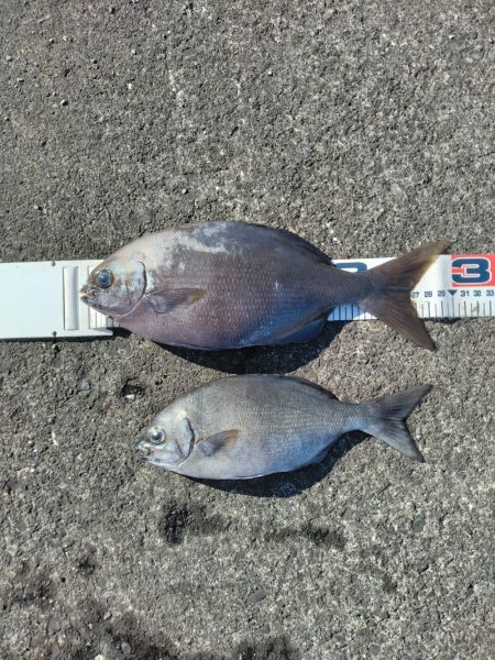 三宅島「湯の浜港」入釣、海は「食欲の秋」真…