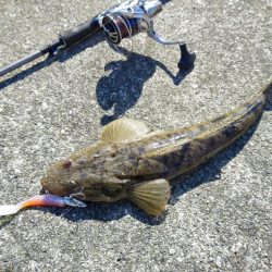 フラットフィッシュ