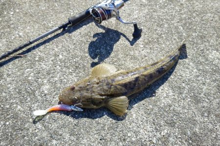 フラットフィッシュ