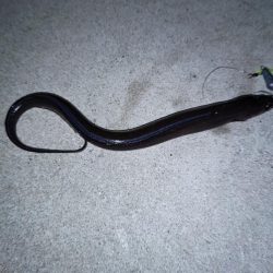 ぶっ込み釣りでアナゴ