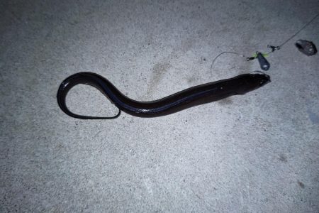 ぶっ込み釣りでアナゴ