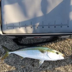 活けアジ釣れねー