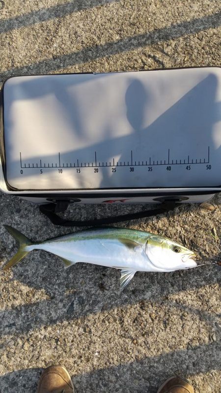 活けアジ釣れねー