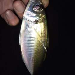 予期せぬ豆アジング