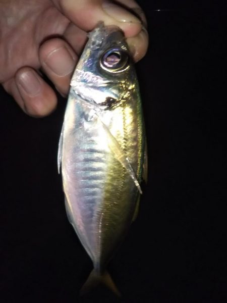 予期せぬ豆アジング