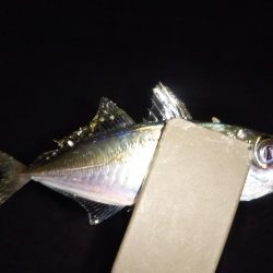 夜勤明け短時間アジング修行