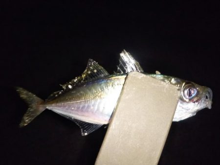 夜勤明け短時間アジング修行