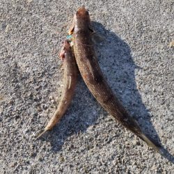 エソゲーム！(裏で9目達成！)