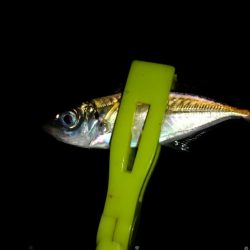 豆アジ釣れました。