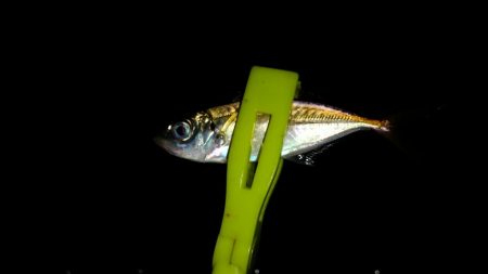 豆アジ釣れました。