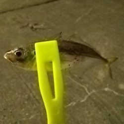 豆アジ釣れました。