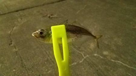 豆アジ釣れました。