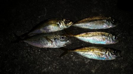 豆アジ釣れました。
