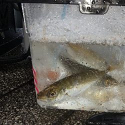 青物チャレンジのはずが