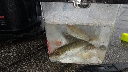 青物チャレンジのはずが