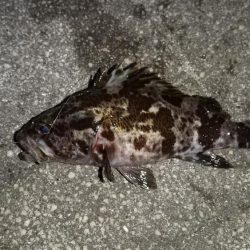 今回も青物チャレンジ出来ず