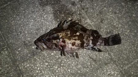 今回も青物チャレンジ出来ず