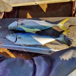 今日も浮き飲ませで(爆)釣果